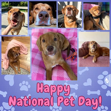 National Pet Day April 11th Siena Group