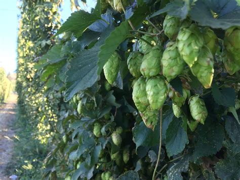 Explore Different Hops Hopsteiner Hop Profiles