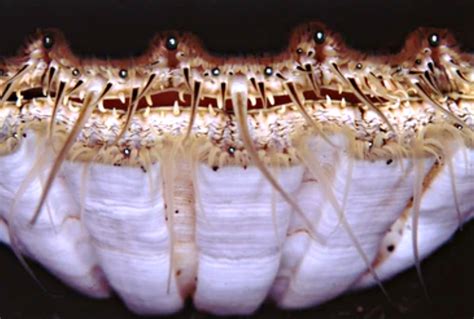 Scallop Eyes An Innovative New Fishing Method The Kid Should See This