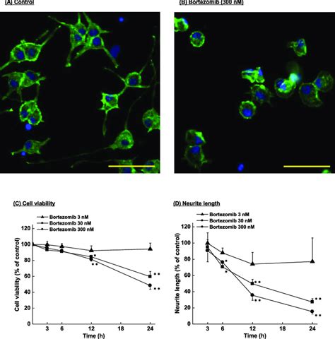 Effects Of Bortezomib On Cell Viability And Neurite Outgrowth In Pc12