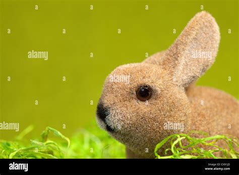 Cute Easter Bunny Stock Photo Alamy