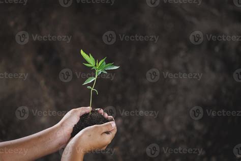 mano que sostiene la planta joven concepto día de la tierra ecológica