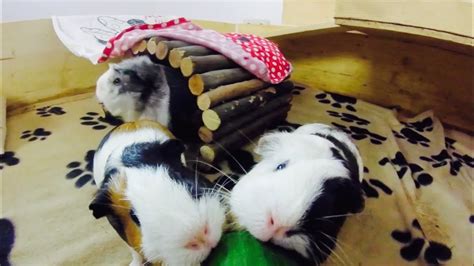 Guinea Pigs Exploring Their Cage Time Lapse Youtube