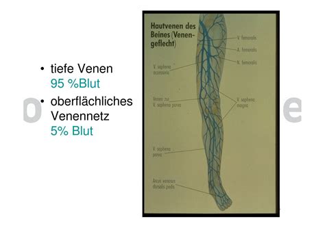 Tiefe Venen 95 Blut