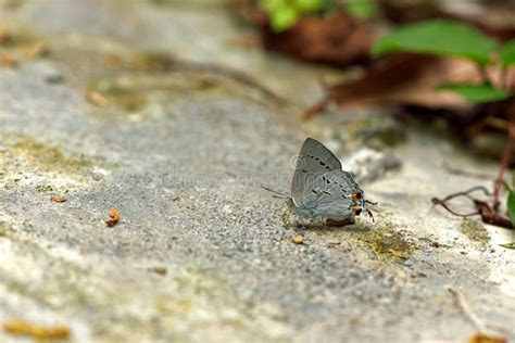 Mariposa De Taiwan Celastrina Sugitanii Shirozui Foto De Archivo