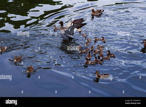 Native Birds Called Australian Maned Ducks With A Lot Of Ducklings