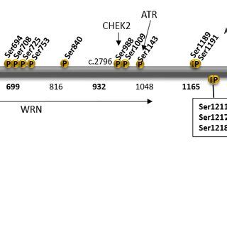 Domain Structure Of BRCA1 And BRCA2 The Amino Acid Numbers Are Listed