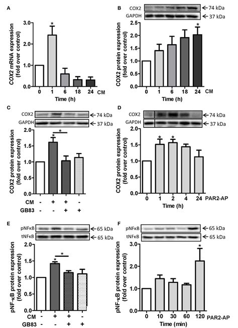 Figure 4 From Protease Activated Receptor 2 Promotes Pro Atherogenic