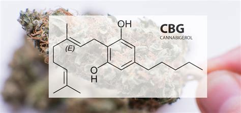 What Is CBG? | PainScale