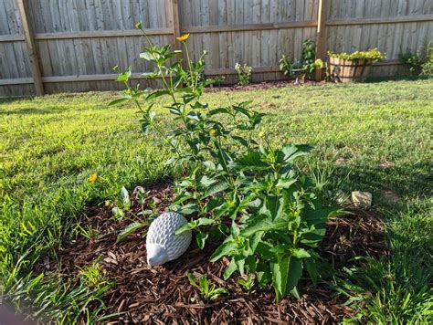 Native Plants For Pollinators And Fireflies Garden For Wildlife