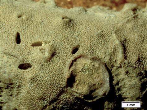 Woosters Fossil Of The Week A Barnacle And Sponge Symbiosis From The