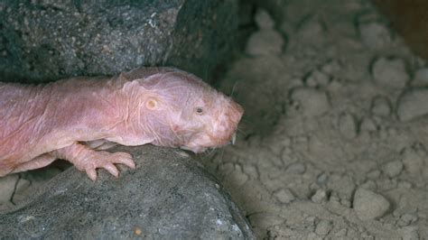 What Can Naked Mole Rats Teach Researchers About Longevity And Resilience Shots Health News