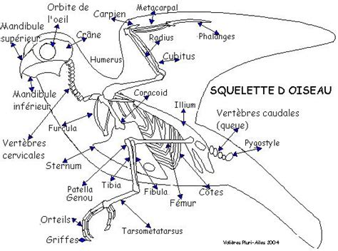 Anatomie Squelette D Oiseau Anatomy Bird Skeleton