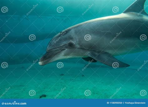 One Dolphin Swimming In The Red Sea A E A E Stock Photo Image Of