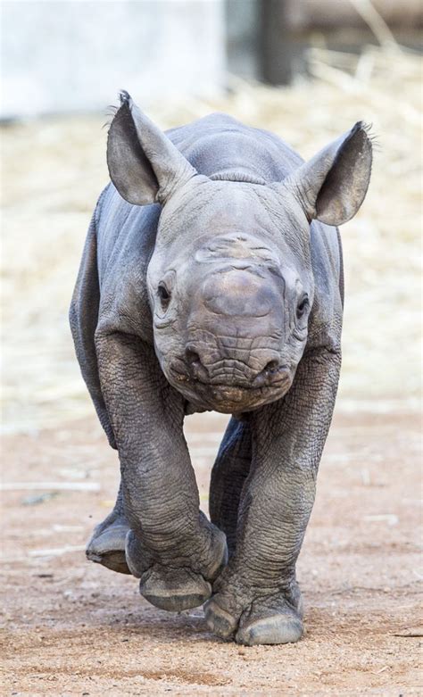 Remember When Dafari Was This Small Our Black Rhino Calf Marked His