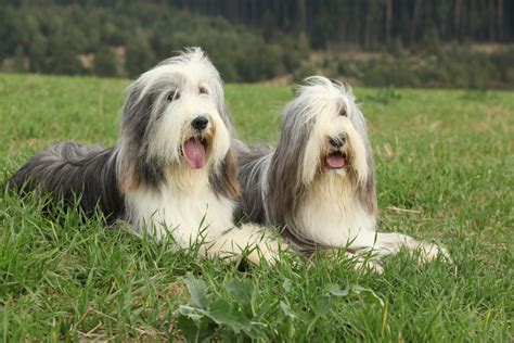 Bearded Collie Steckbrief Charakter Wesen Und Haltung