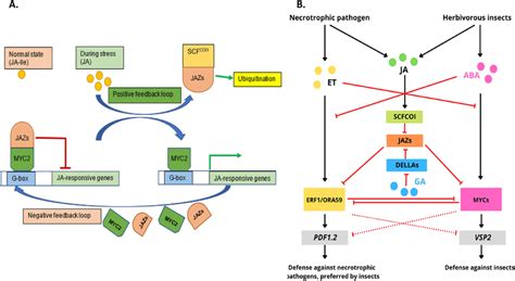 Proposed Model For Ja Perception Via Coi Jaz Co Receptor Complex A