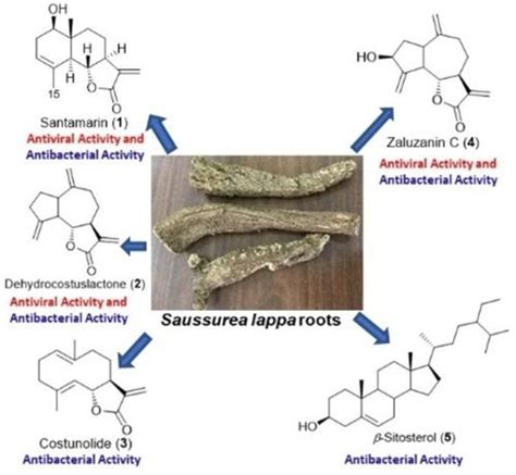 Phytobiological Investigation And In Silico Docking Study Of Secondary