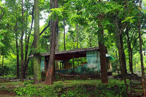 Green Plant Woodland Forest Tree Garden Stock Image Image Of Land