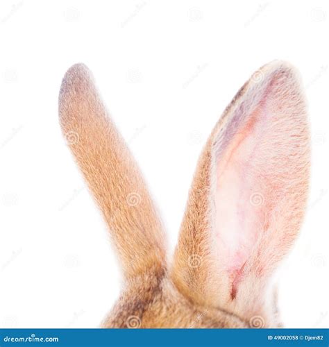 Rabbits Ears Stock Photo Image 49002058