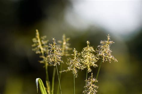 Natureza Relva Flores Foto Gratuita No Pixabay Pixabay