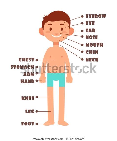 Cartoon Boy Kids Body Parts With English Vocabulary Vector Set Body