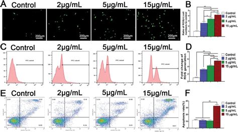 Ros Generation And Apoptosis Of Rbmscs Cultured In Different Zn 2