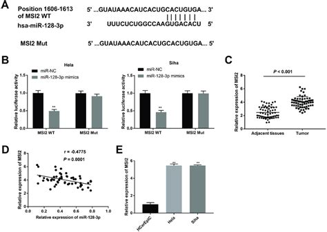 Identification Of Msi As A Target Gene Of Mir P A The