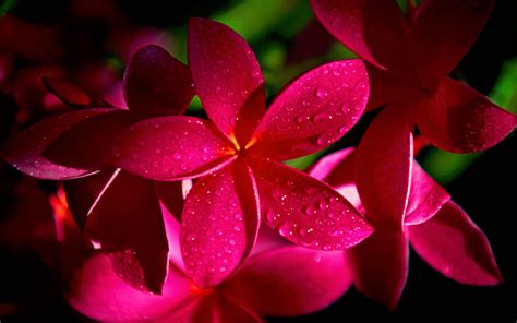 Close Up Earth Flower Frangipani Nature Pink Flower Plumeria Water Drop