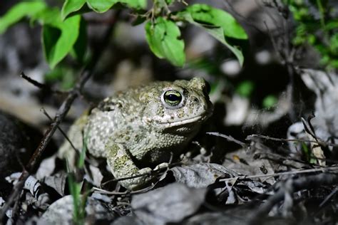 Une Situation Pr Occupante Pour Le Crapaud Calamite R Serve Naturelle