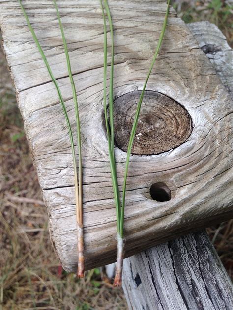 Slash Pine Spc Florida Plants Inaturalist