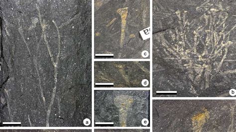 Diverse Devonian Plant Assemblage from Early Flood | The Institute for ...