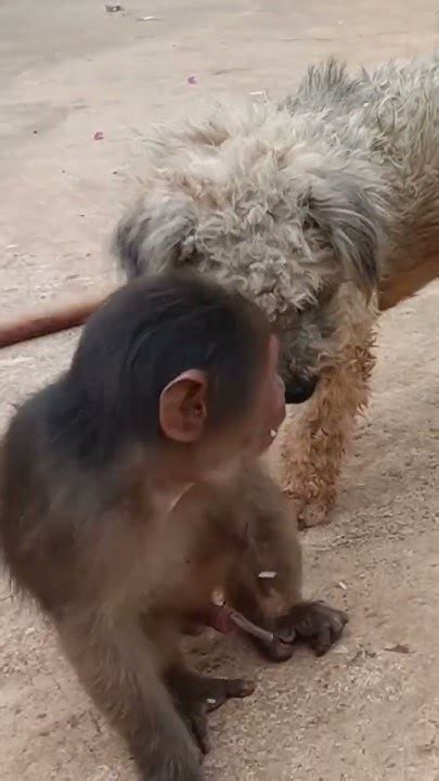 Monkey Thinks Dogmonkey Baby Hihi Youtube