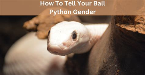 How To Tell Your Ball Python Gender