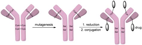 Ijms Free Full Text Methods To Design And Synthesize Antibody Drug