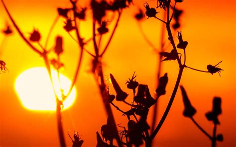 Wallpaper Sunlight Sunset Nature Plants Silhouette Branch Sunrise Yellow Evening