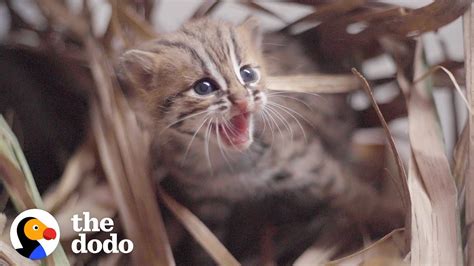 This Perfect Creature Is The Worlds Smallest Wild Kitten The Dodo