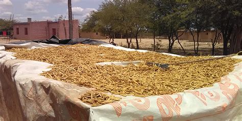 Mujeres Wichí Del Noroeste Formoseño Encontraron En Un Alimento