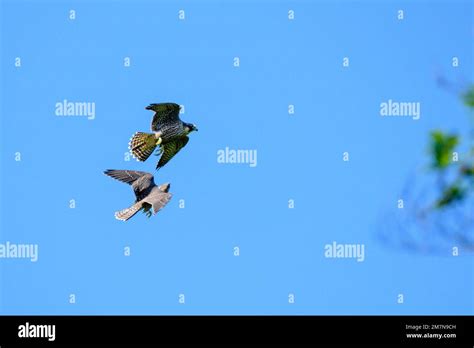Peregrine Falcon Falco Peregrinus Stock Photo Alamy