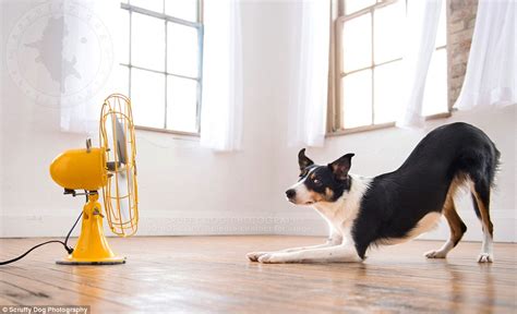 Canadian Photographer Captures Photos Of Windswept Dogs Daily Mail Online