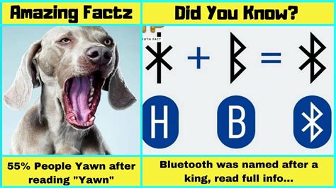 Awesome Facts Everyone Should Know Amazing Factz Youtube