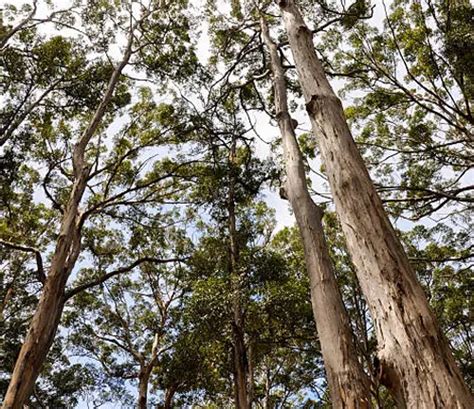 Karri Tree – Forestry.com
