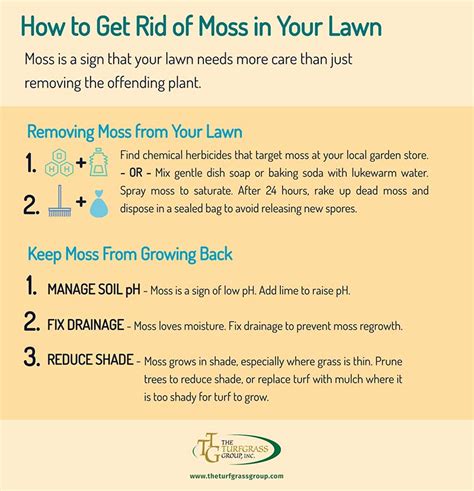 How To Get Rid Of Moss In Your Lawn The Turfgrass Group Inc