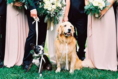 Cómo Incluir A Tus Mascotas En La Boda