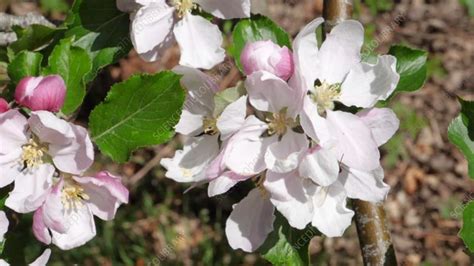 Honey Bee Feeding On Apple Blossom Slo Mo Stock Video Clip K009