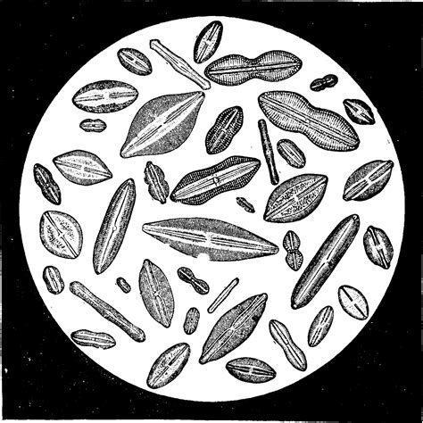 Various forms of diatoms, vintage engraving. 34498467 Vector Art at ...