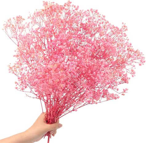 Amazon de 40cm Schleierkraut getrocknet 70g 2000 Natürlich Gypsophila