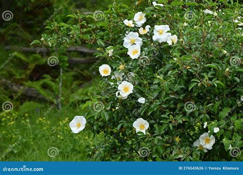 Cherokee Rose Rosa Laevigata Flowers Stock Photo Image Of Green