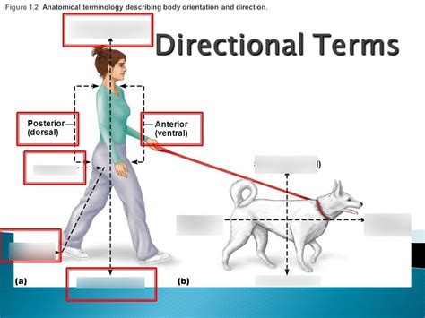 A P Lab 1 Anatomical Terminology Diagram Quizlet