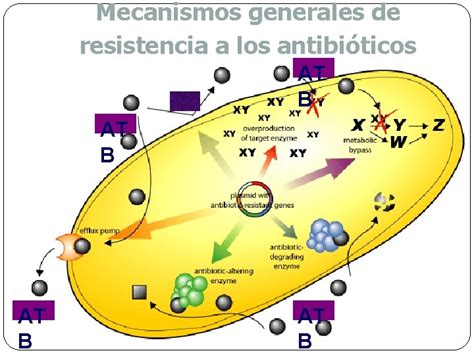 Antimicrobianos Mecanismos De Accin Y Resistencia Celula Procariota